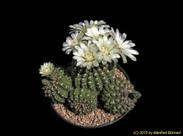 Gymnocalycium quehlianum 149